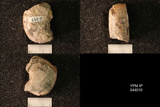Hoploscaphites nicolletii