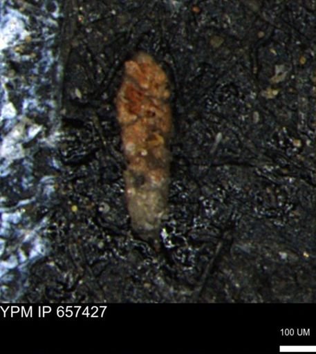 Ammobaculoides phaulus
