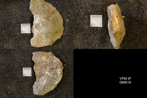 Hoploscaphites birkelundi