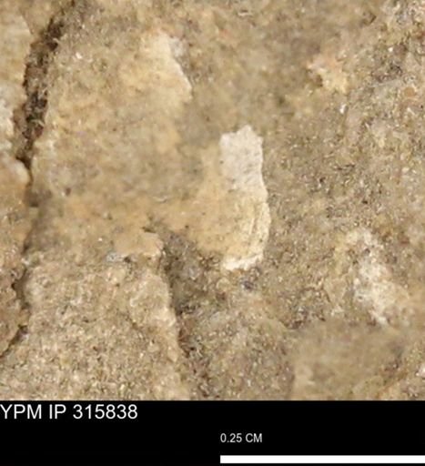 undet. Mollusca