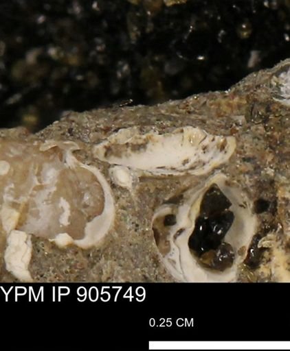 undet. Mollusca