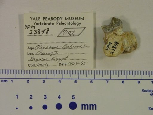Hyracoidea