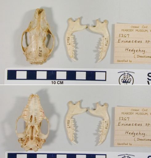 Erinaceus