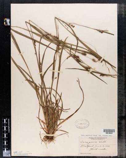 Carex amphibola
