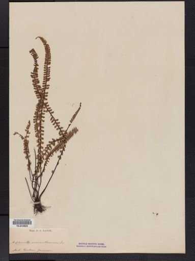 Asplenium
