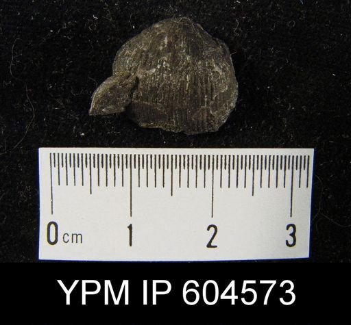 Marginifera?