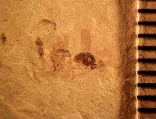 undet. Diptera