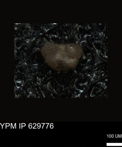 undet. Foraminiferida