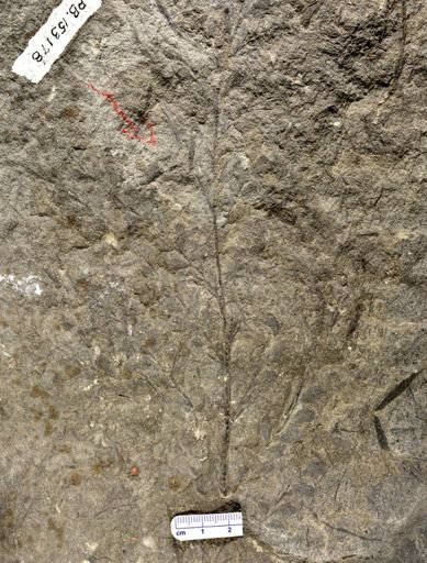 Archaeopteris sp.