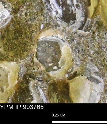 Corbulamella?