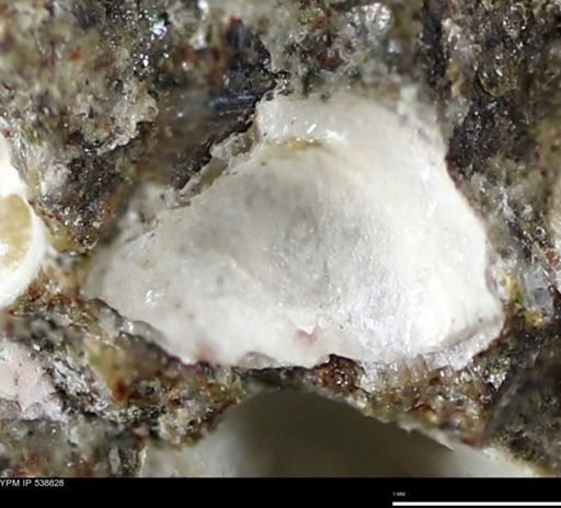 undet. Bivalvia