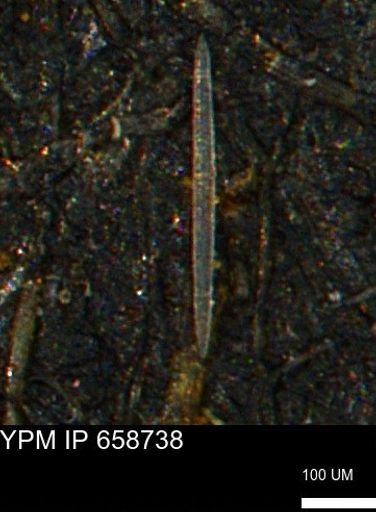 undet. Porifera