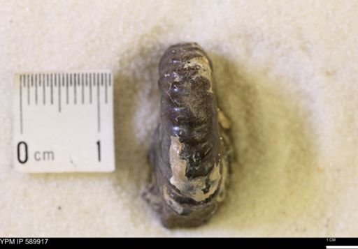 Jeletzkytes nebrascensis