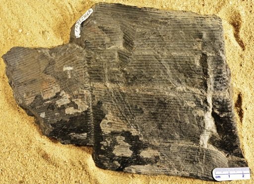 Calamites sp.