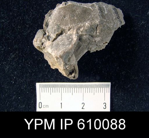 Schuchertella chemungensis