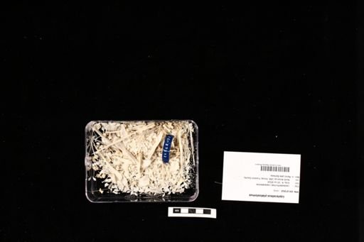 Lepisosteus platostomus