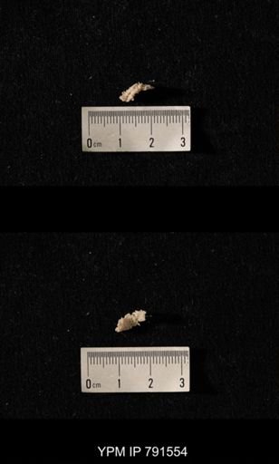 undet. Bryozoa