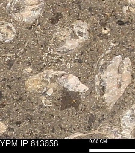 Scaphites sp.
