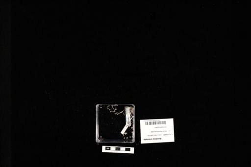 Bombina orientalis