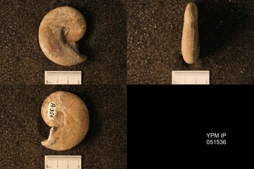 Hoploscaphites nicolletii