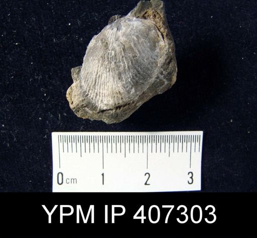 Atrypa reticularis