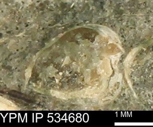 Protocardia subquadrata