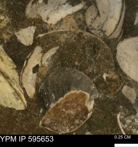 Protocardia sp.