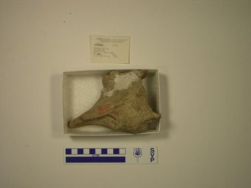 Mylodon harlani
