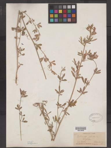 Medicago sativa