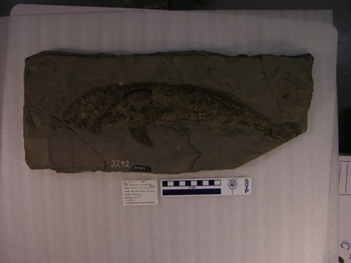 Pachycormus macropterus