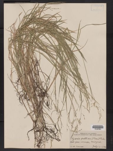 Glyceria pallida