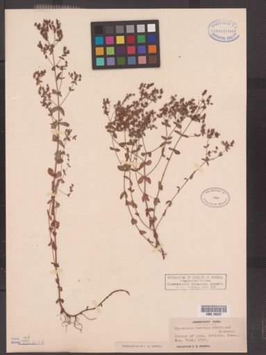 Hypericum boreale