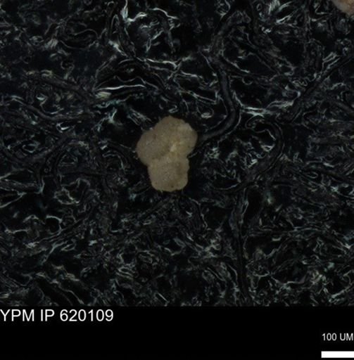 undet. Foraminiferida