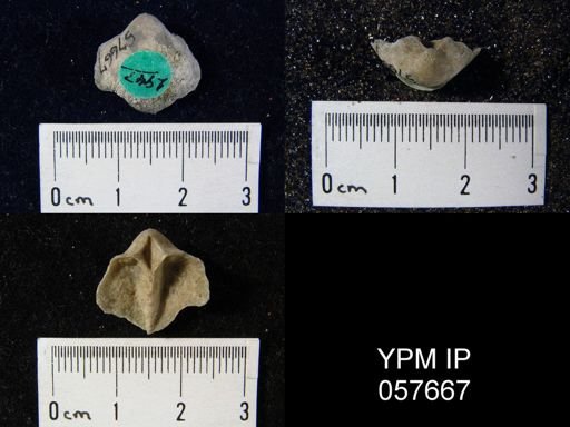 Gypidula multicostata