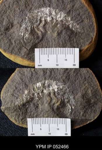 Acanthotelson stimpsoni