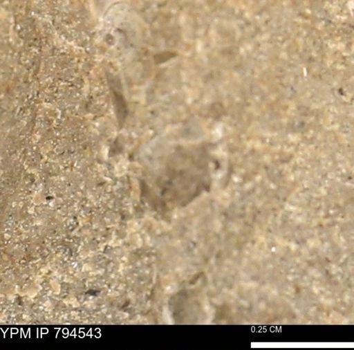 undet. Bivalvia