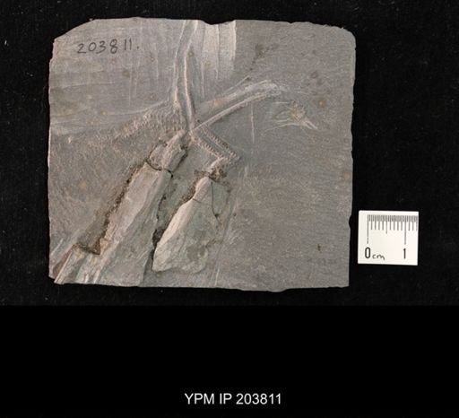 Urasterella asperula