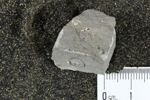Oligoptycha concinna