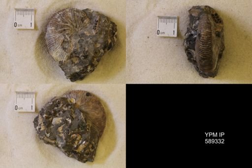 Acanthoscaphites nodosus