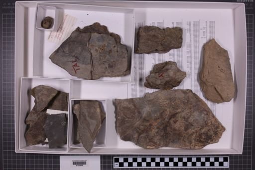 mixed taxa, stratigraphic collection