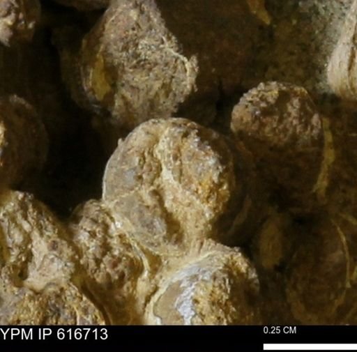 Teredo sp.