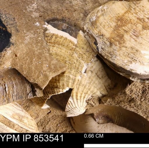 Parallelodon sp.