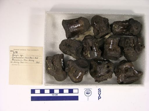 Holops brevispinus