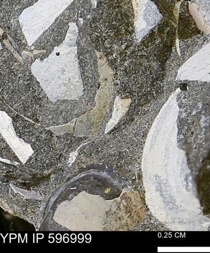 undet. Bivalvia