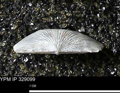 Chonetes scitulus