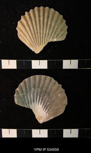 Chesapecten nefrens