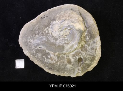 Hoploscaphites melloi
