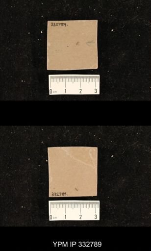 undet. Hexapoda