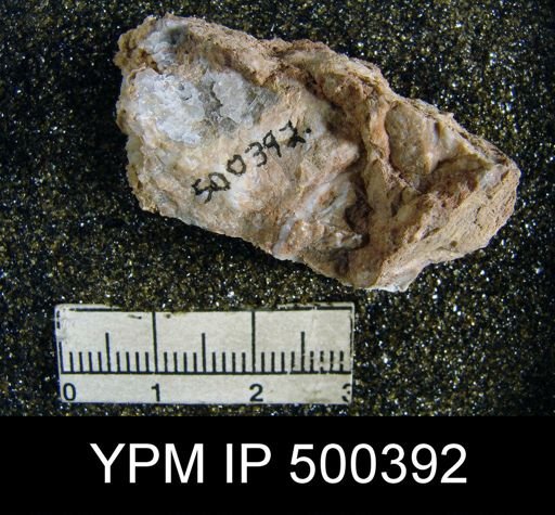 undet. Spiriferoidea