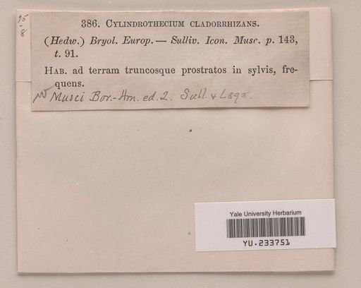 Entodon cladorrhizans